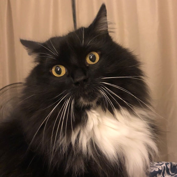 Meet your Posher, Melissa - Picture 1 of 1